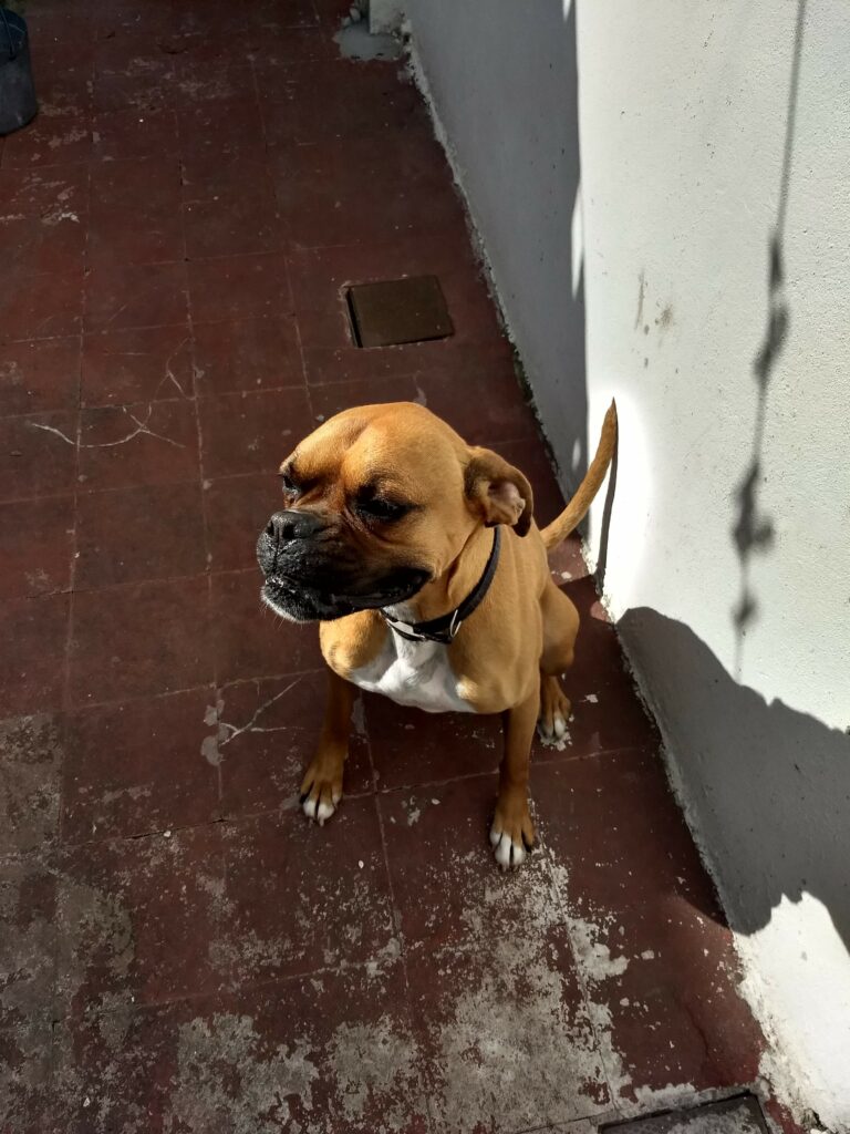 boxer dog waving goodbye